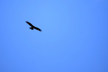 Eagle - Tididiek Rock - Uganda, Africa