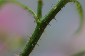 thorns on a branch