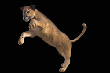 3d rendering  of a hunting puma isolated on black