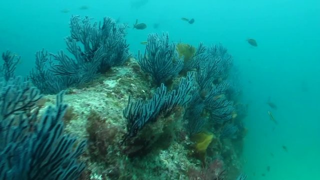 Coral reef scenics of the Sea of Cortez, Baja California Sur, Mexico. 