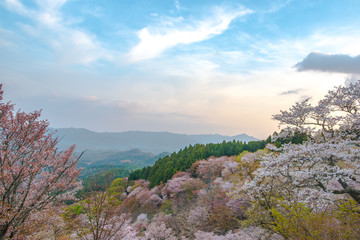 奈良県・吉野山の桜・早朝