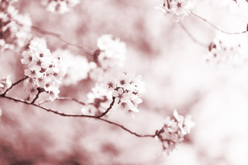 美しく咲き誇る満開の桜