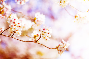 すごく美しく咲き誇る満開の桜