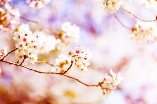 すごく美しく咲き誇る満開の桜