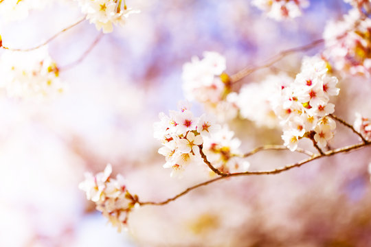 すごく美しく咲き誇る満開の桜
