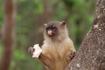 Macaquinhos no parque