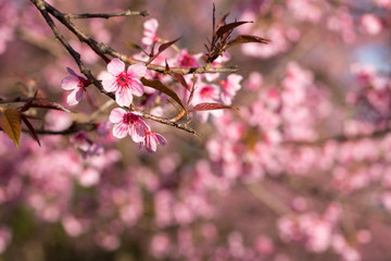 Wild Himalayan Cherry (Prunus cerasoides) on blur pink background
