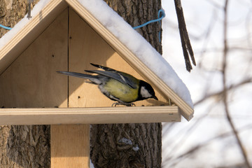 Great tit at a bird feeder .