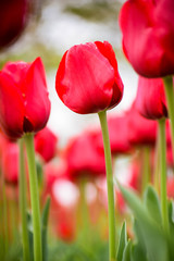 Close-up of a red tulip flower