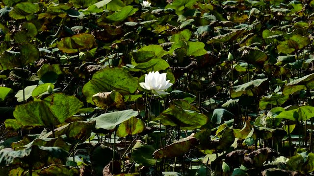 Lotus flower. Royalty high quality free stock image of a pink lotus flower. The background is the pink lotus flowers and yellow lotus bud in a pond. Viet Nam. Peace scene in a countryside, Vietnam