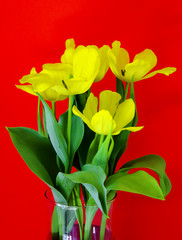 Obraz premium Yellow Tulip Flowers