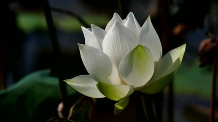 Lotus flower. Royalty high quality free stock image of a pink lotus flower. The background is the pink lotus flowers and yellow lotus bud in a pond. Viet Nam. Peace scene in a countryside, Vietnam