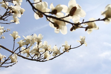 青空とモクレン