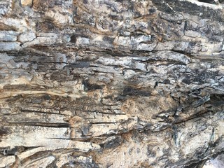 Background of tree bark in drought.
