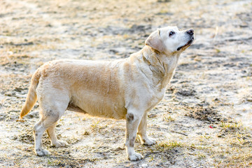 Funny labrador dog walking outdoors