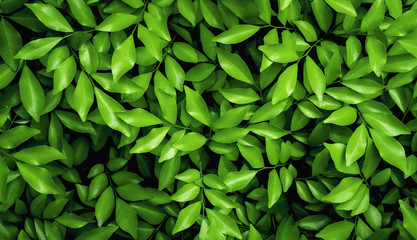 Obraz premium Green leaf background