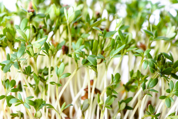 Fresh micro greens, seed sprouts for salad, healthy diet and clean eating concept