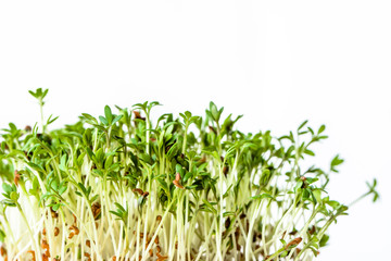 Fresh micro greens, seed sprouts for salad, healthy diet and clean eating concept
