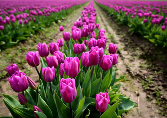 Magenta Tulips