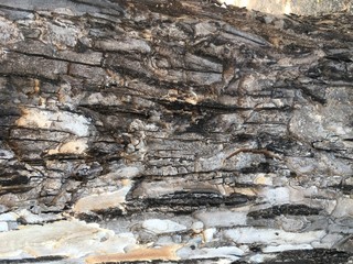 Background of tree bark in drought.