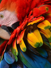 Obraz premium Colorful plumage of a Macaw in the Amazon rainforest