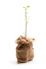 Young  plant in sackcloth bag isolated on white