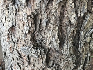 Background of tree bark in drought.