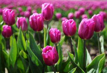 Beautiful Pink Tulips