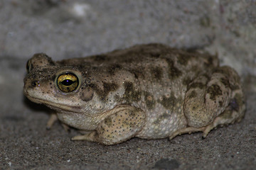 frog amphibian