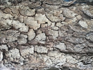 Background of tree bark in drought.