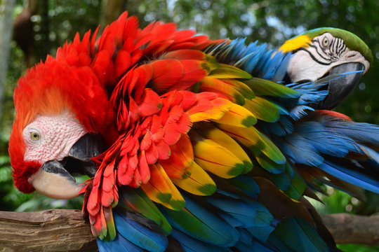 Colorful Plumage Of A Macaw In The Amazon Rainforest