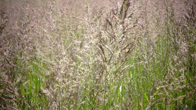 Tufted hairgrass Deschampsia cespitosa Wind swings a grass in summer sunny day