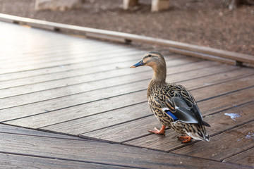 Duck on wooded walkway