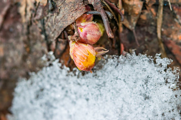 Undisturbed buds of yellow flower Tussilágo fárfara, first early flowers primroses on the background of dry leaves, grass  spring landscape