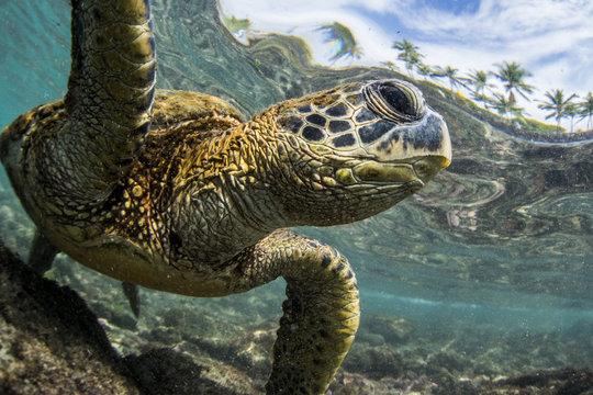 Turtle swimming in bay