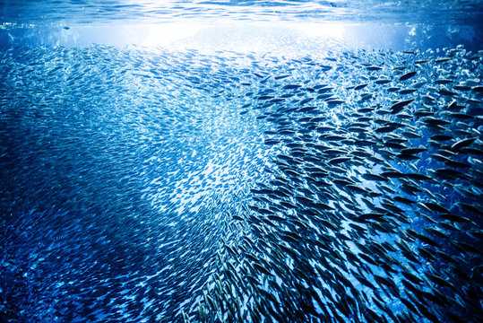 Shoal of fish swimming in ocean