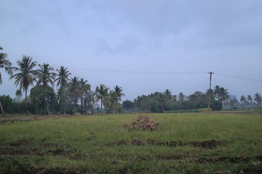 cocunut field at Belthur