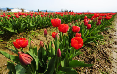 Rows of Red Tulips