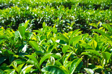 Fototapety  Plantacje herbaty w Tajlandii.