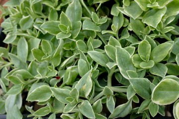 ベビーサンローネ