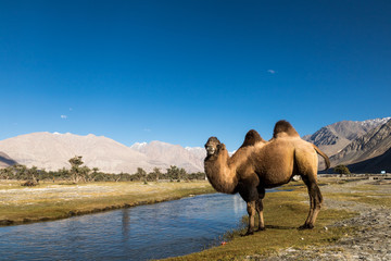 Bactrian camel (Camelus bactrianus) drinking a water at Nubra valley, Ladakh, India