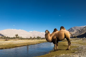 Photo sur Plexiglas Chameau Bactrian camel (Camelus bactrianus) drinking a water at Nubra valley, Ladakh, India
