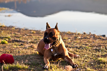 German boxer dog 