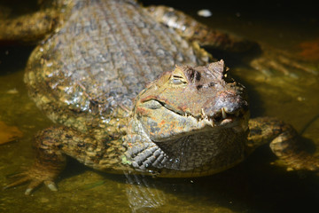A Caiman relaxes on the banks of the river Amazon near Iquitos, Peru