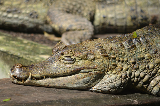A Caiman relaxes on the banks of the river Amazon near Iquitos, Peru