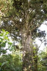 Totora tree in the New Zealand rain forest