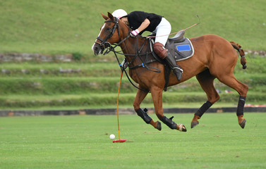 horse polo player use a mallet hit ball in tournament.