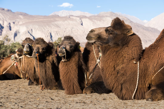 Bactrian camel (Camelus bactrianus) sit downat on desert for rest at Nubra valley, Ladakh, India