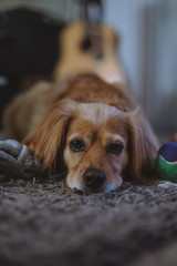 Golden dachshund mix dog at home