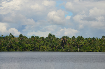 Landscape of the treeline of the Amazon rainforest, from the Amazon river near Iquitos, Peru.